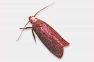 Angoumois Grain Moth