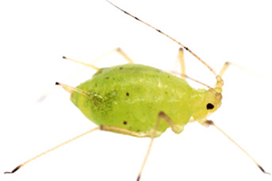 aphid