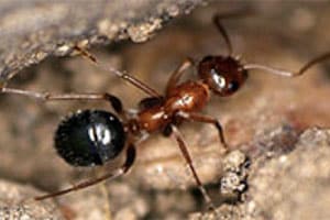Argentine Ants