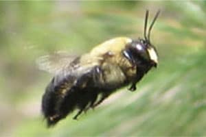 Carpenter Bee