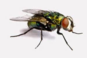 Greenbottle Fly
