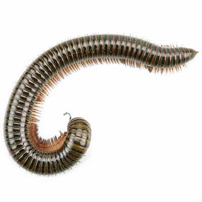 MILLIPEDES