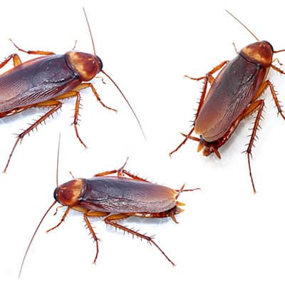 Cockroaches