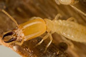 Subterreanean Termite