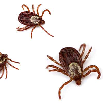 Ticks