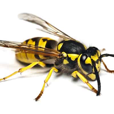 Wasps